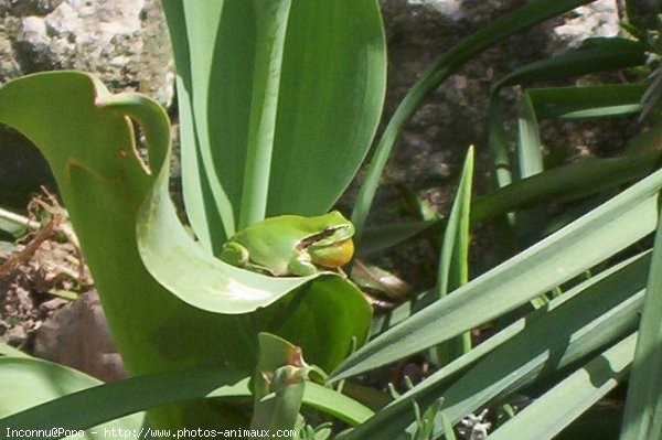 Photo de Grenouille - rainette