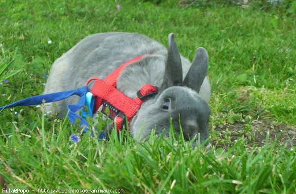 Photo de Lapin