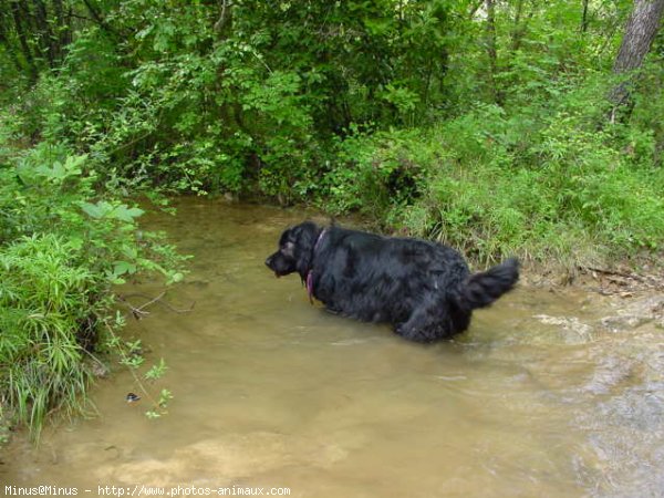 Photo de Chien de terre-neuve