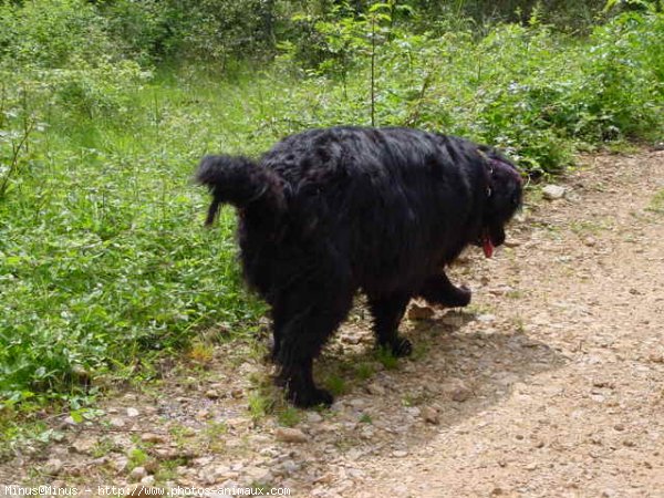 Photo de Chien de terre-neuve