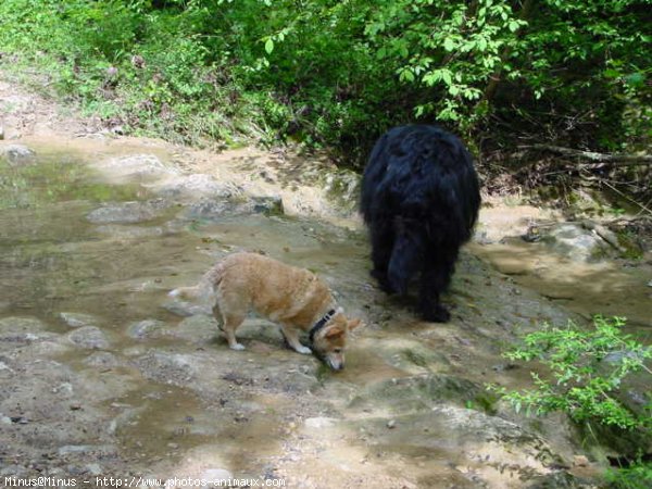 Photo de Chien de terre-neuve