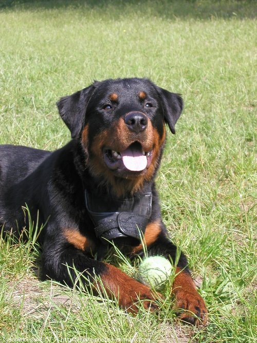 Photo de Rottweiler