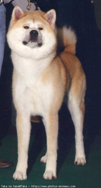 Photo d'Akita inu