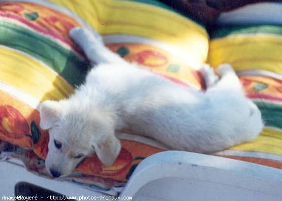 Photo de Labrador retriever