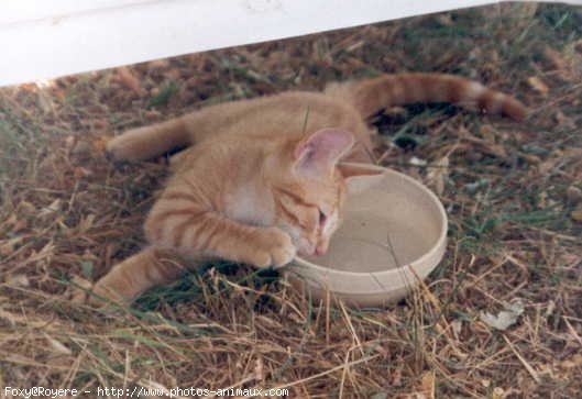 Photo de Chat domestique