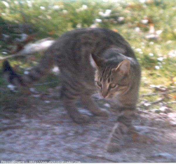 Photo de Chat domestique