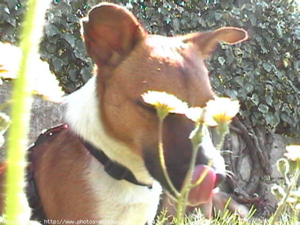 Photo de Jack russell terrier