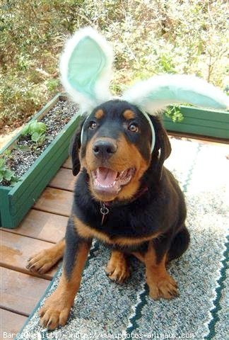 Photo de Rottweiler