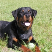 Photo de Rottweiler