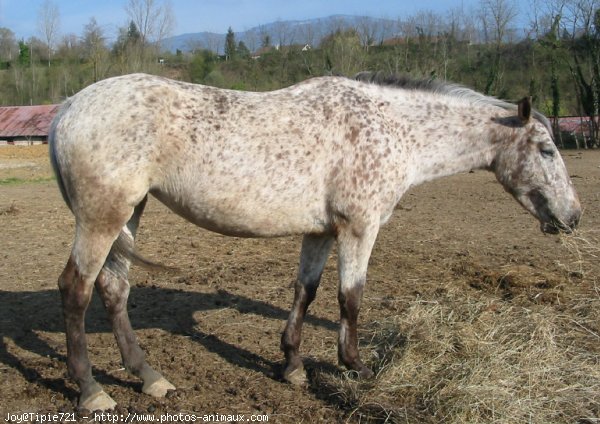 Photo d'Appaloosa