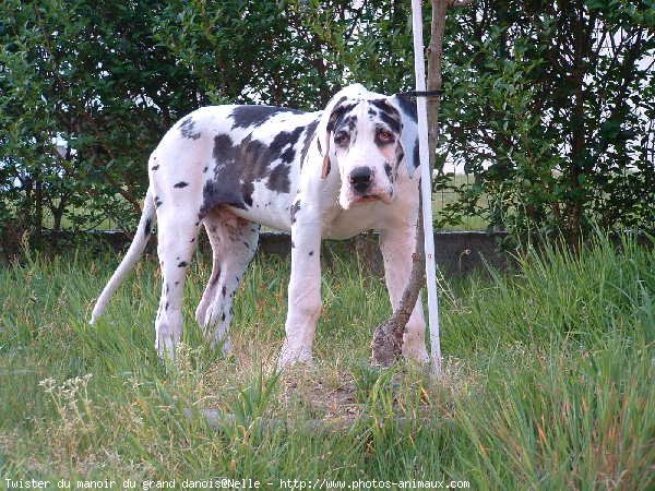 Photo de Dogue allemand