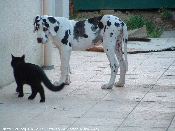 Photo de Races diffrentes