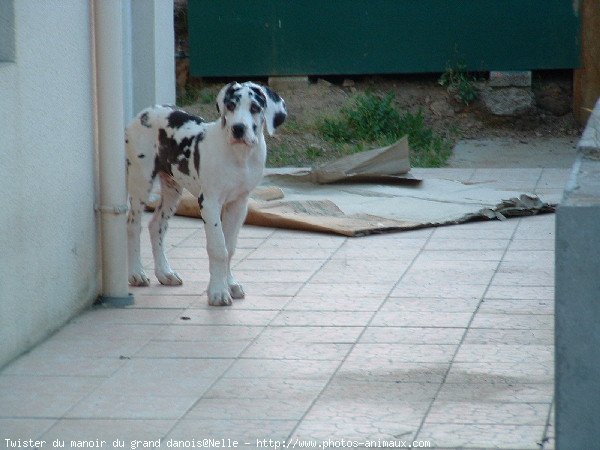 Photo de Dogue allemand