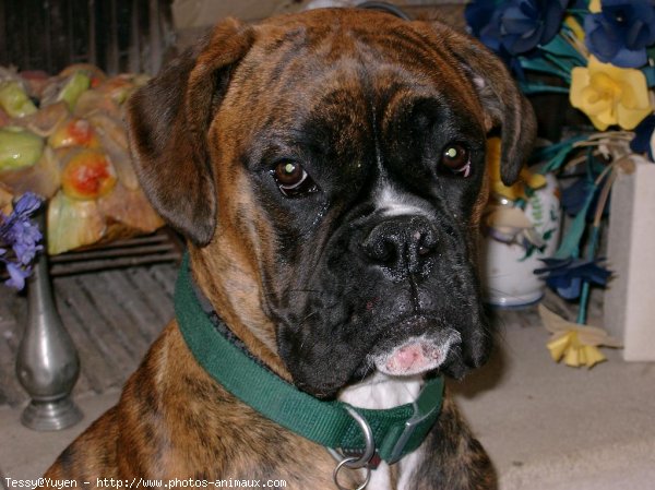 Photo de Boxer