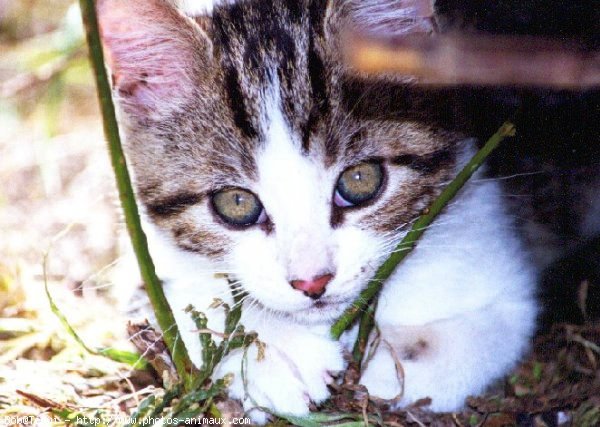 Photo de Chat domestique