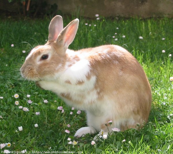 Photo de Lapin