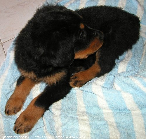 Photo de Rottweiler