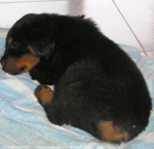 Photo de Rottweiler