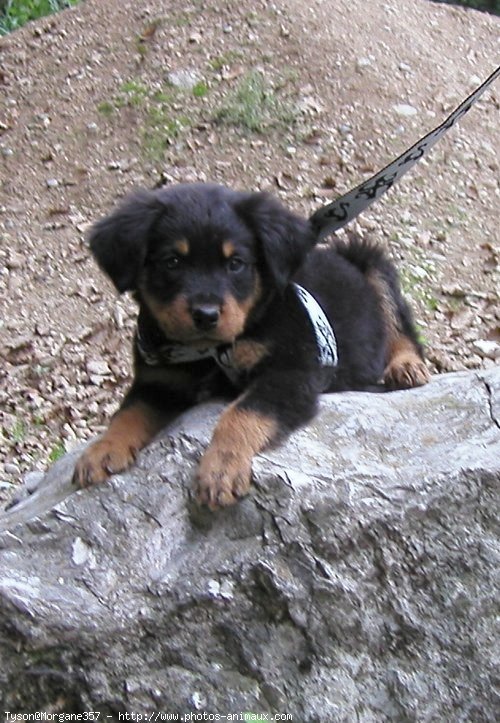 Photo de Rottweiler