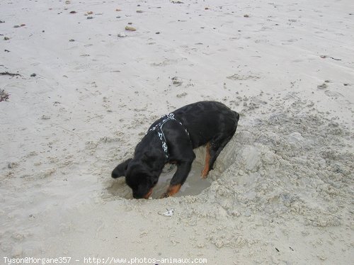 Photo de Rottweiler