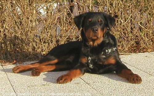 Photo de Rottweiler