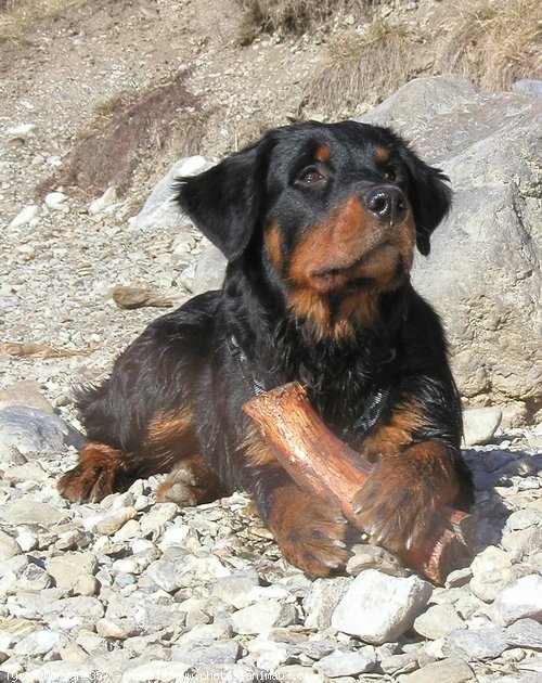 Photo de Rottweiler