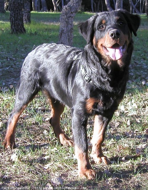 Photo de Rottweiler