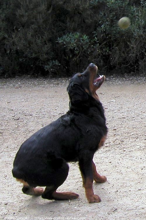 Photo de Rottweiler