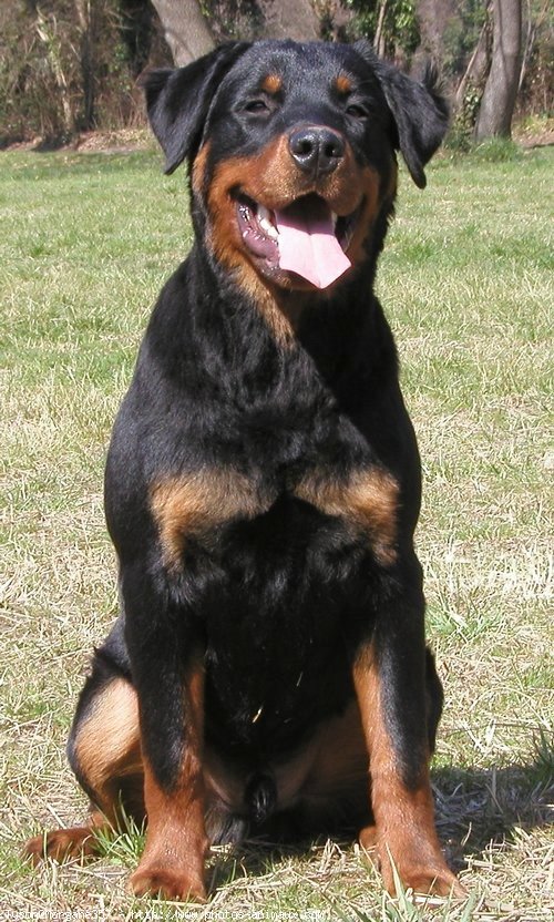 Photo de Rottweiler