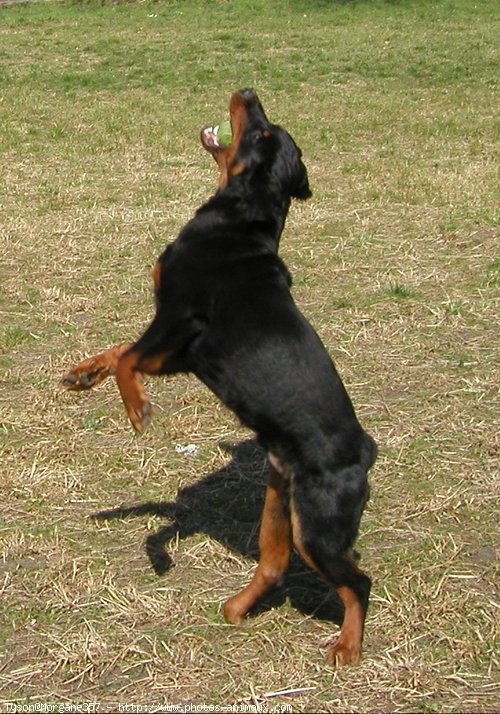 Photo de Rottweiler