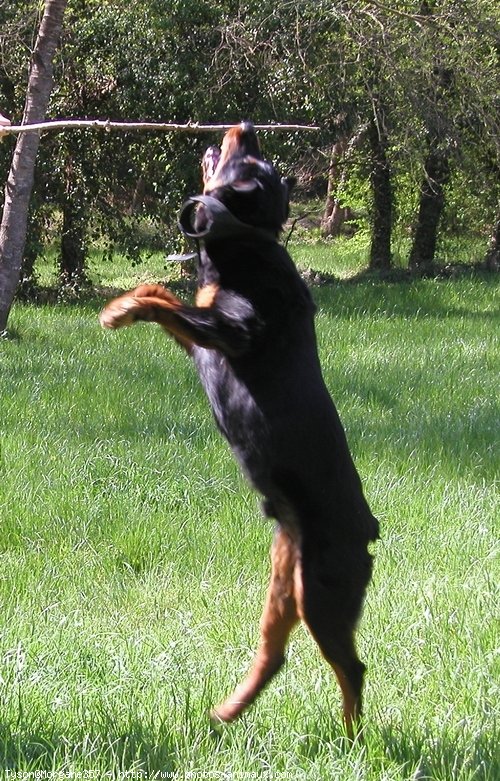 Photo de Rottweiler