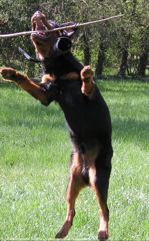 Photo de Rottweiler