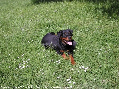 Photo de Rottweiler