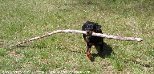 Photo de Rottweiler