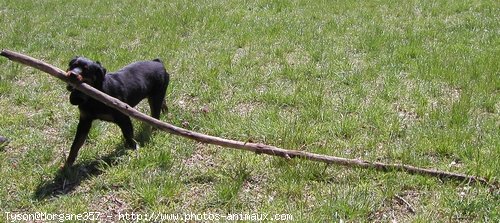 Photo de Rottweiler