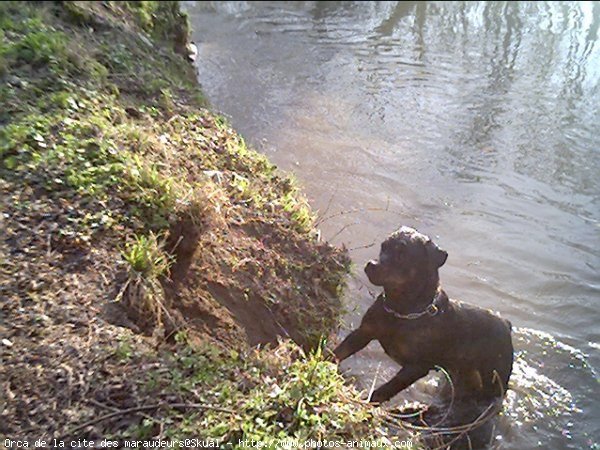 Photo de Rottweiler