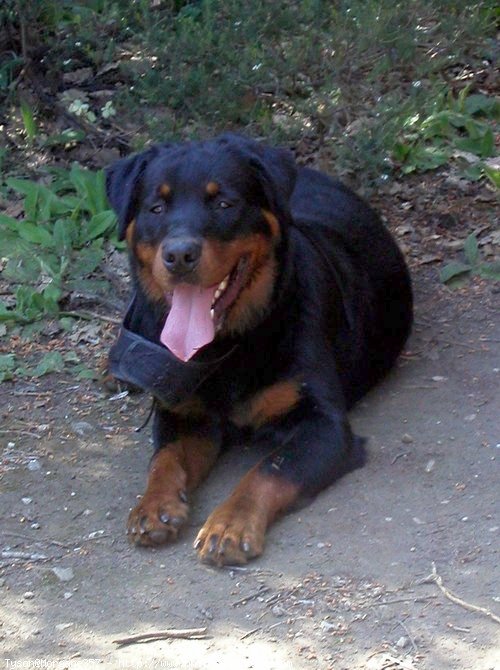 Photo de Rottweiler