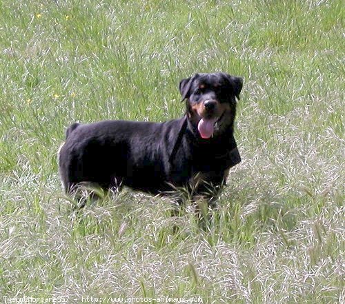 Photo de Rottweiler