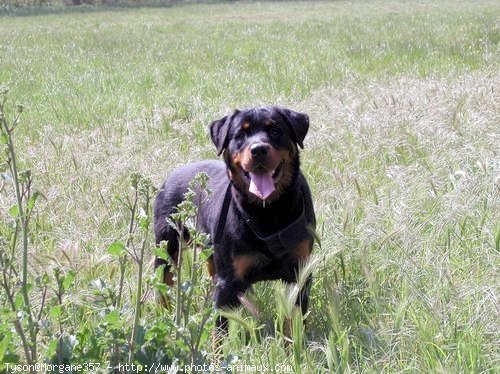 Photo de Rottweiler