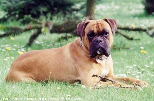 Photo de Boxer