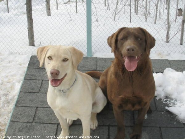 Photo de Labrador retriever