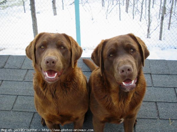 Photo de Labrador retriever