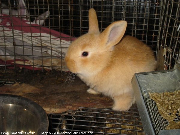 Photo de Lapin