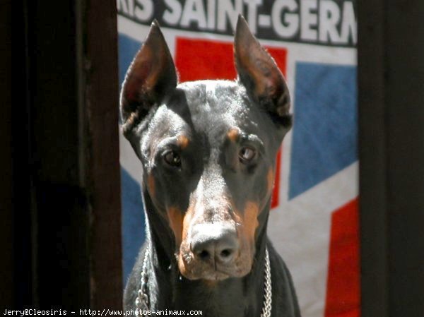 Photo de Dobermann