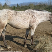 Photo d'Appaloosa