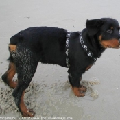 Photo de Rottweiler