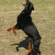 Photo de Rottweiler