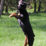 Photo de Rottweiler