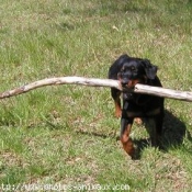 Photo de Rottweiler