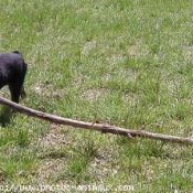 Photo de Rottweiler